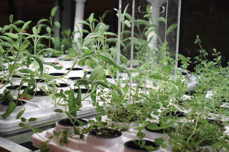 Sustainable hydroponic farming display in The Table at Cheney Hall